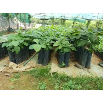 teak plant (1)-2124322-52418.webp